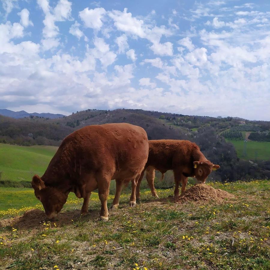 Agriturismo Corzano Barberino di Mugello Exteriér fotografie